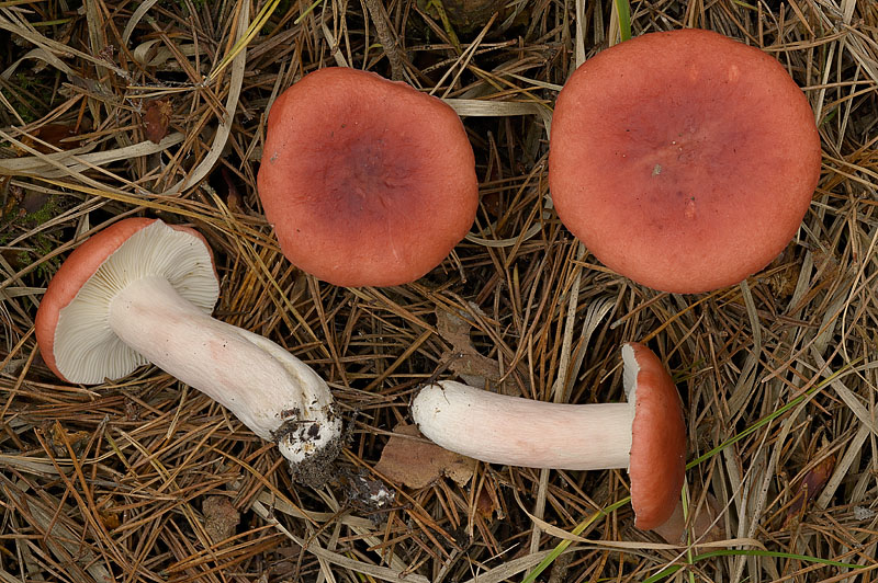 Russula sanguinaria